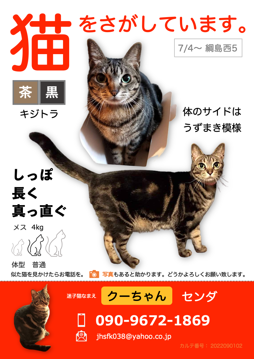 綱島西５丁目 いなげや近くの自宅から脱走してしまったキジトラ猫を探しています いつもへそ天